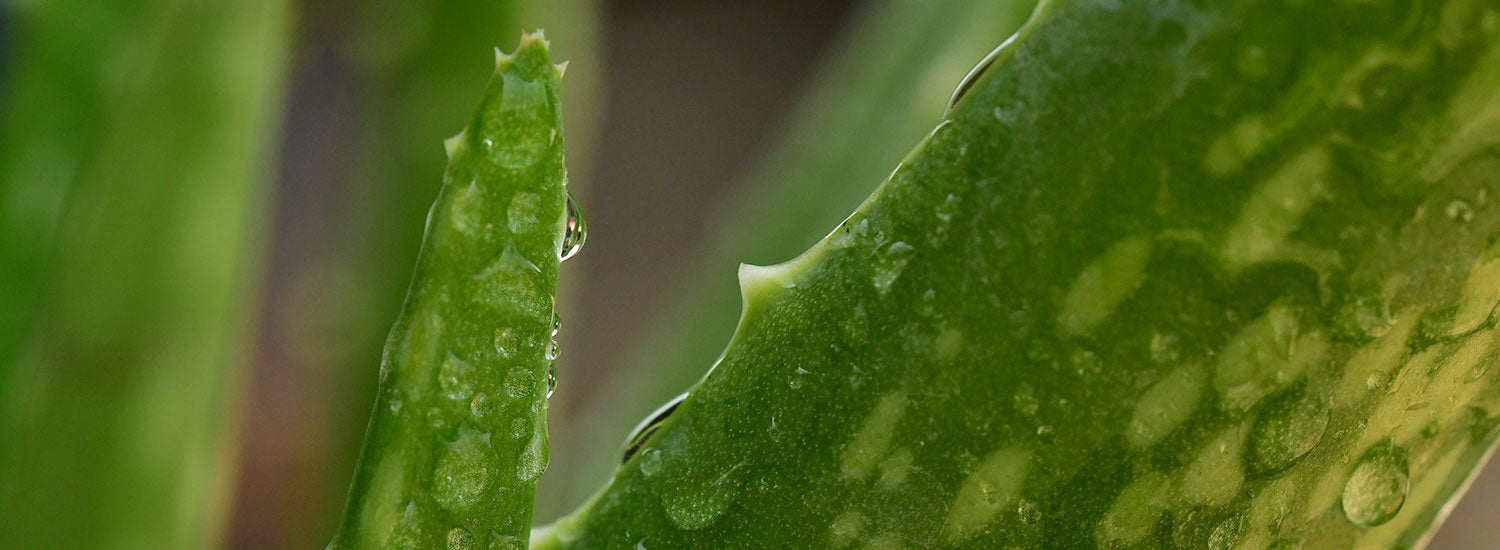 Aloe Vera: benefici e proprietà lenitive per la salute e la bellezza