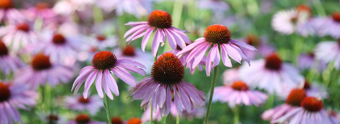 Echinacea per le difese immunitarie: quale scegliere