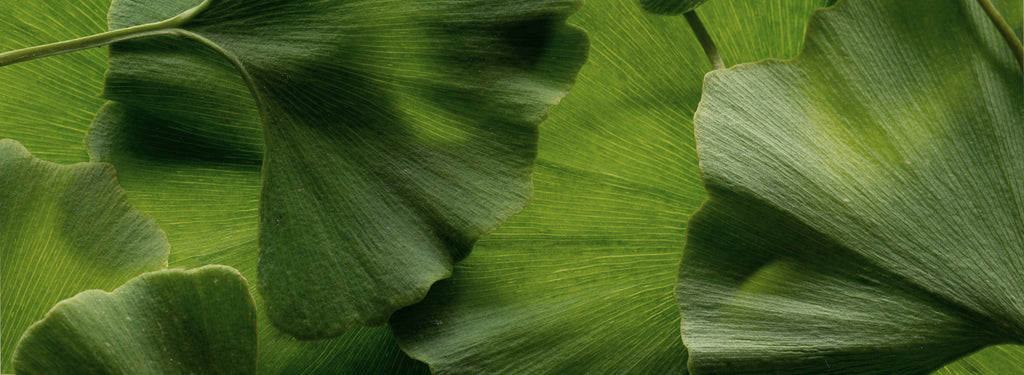 Ginkgo Biloba: una pianta, tante proprietà e benefici