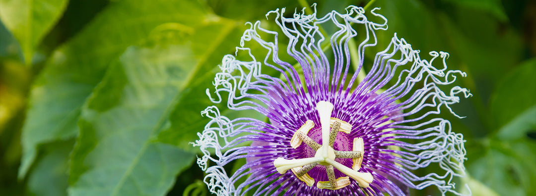 Passiflora: proprietà di una pianta ricca di benefici