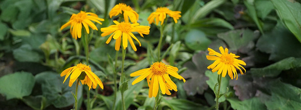 Arnica: le proprietà, i benefici e utilizzi di questa pianta