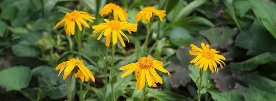 Arnica: le proprietà, i benefici e utilizzi di questa pianta