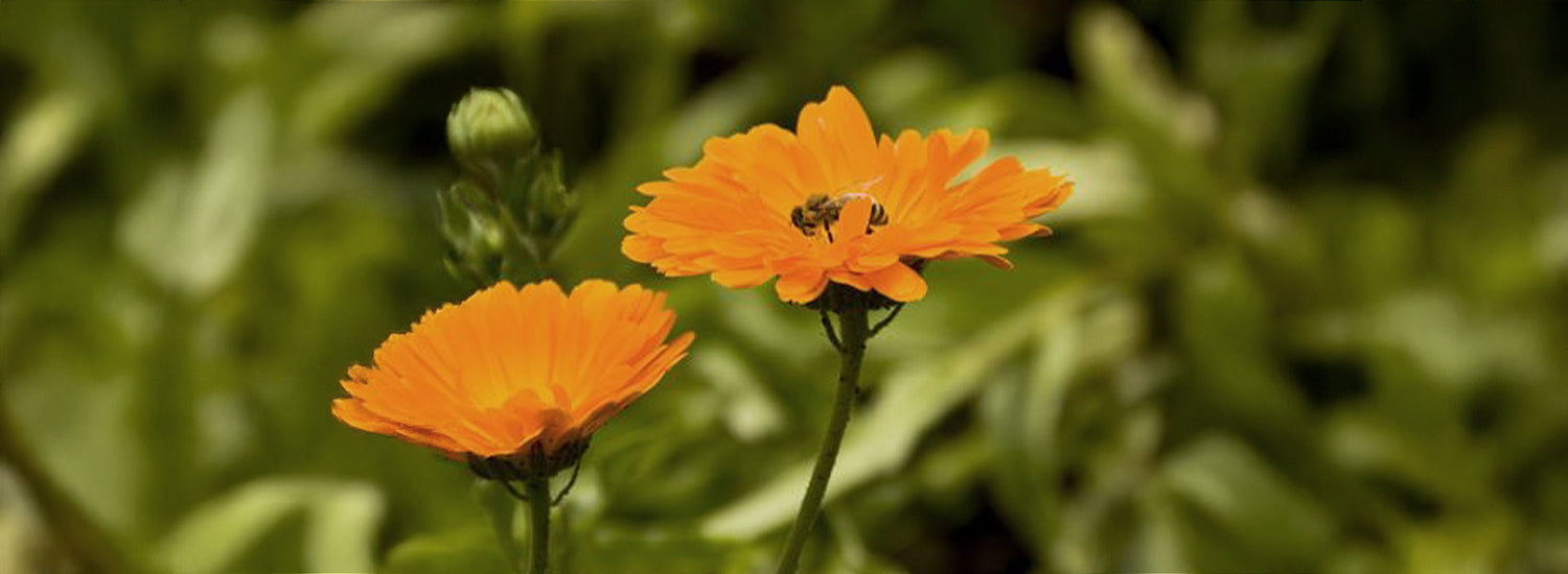 Calendula, quali sono le sue proprietà e benefici?