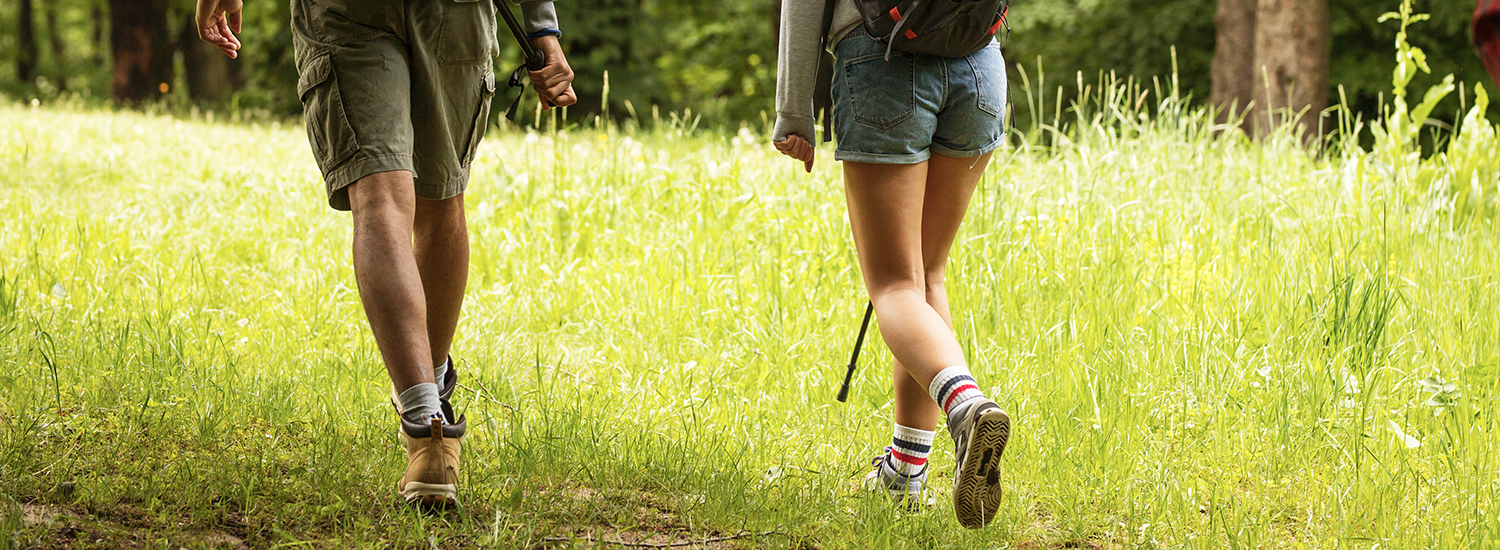 Zecche: tutto quello da sapere